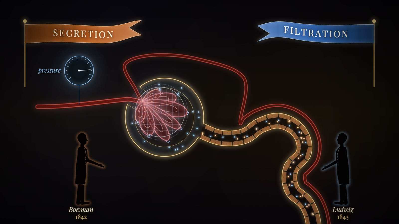 Kidney filtering unit in gold line, a red vessel tuft in a cup and a winding tubule, under banners SECRETION and FILTRATION, with figures dated 1842 and 1843.