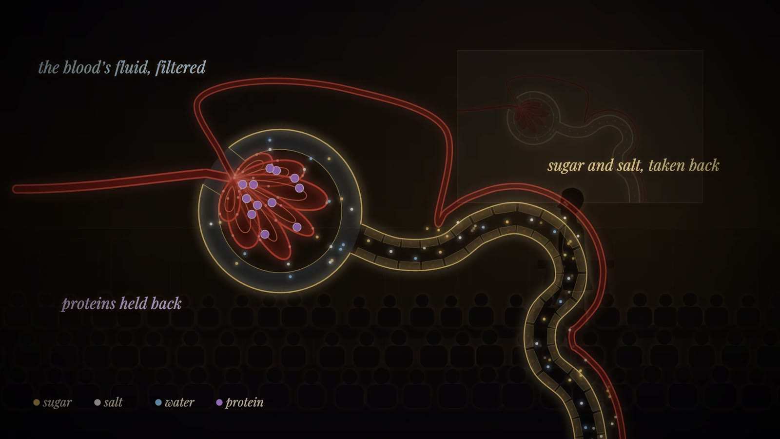 Diagram of a kidney tuft in its cup and winding tubule, labelled the blood's fluid, filtered; proteins held back; and sugar and salt, taken back.