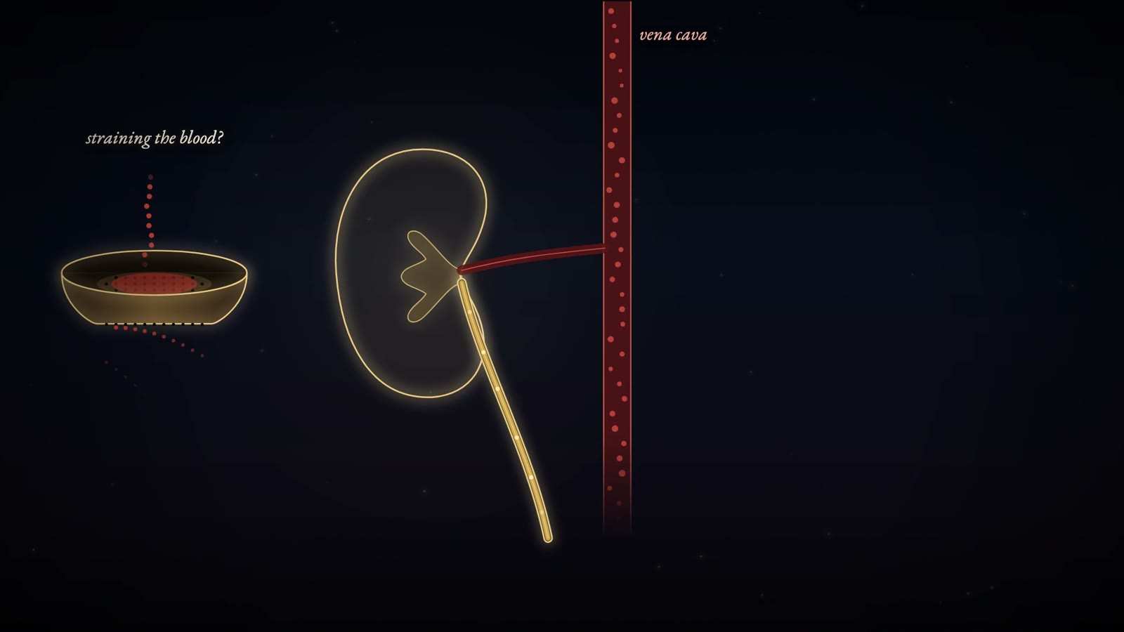 Gold-line kidney joined by a vessel to the red vena cava, beside a strainer bowl dripping red drops, captioned straining the blood?