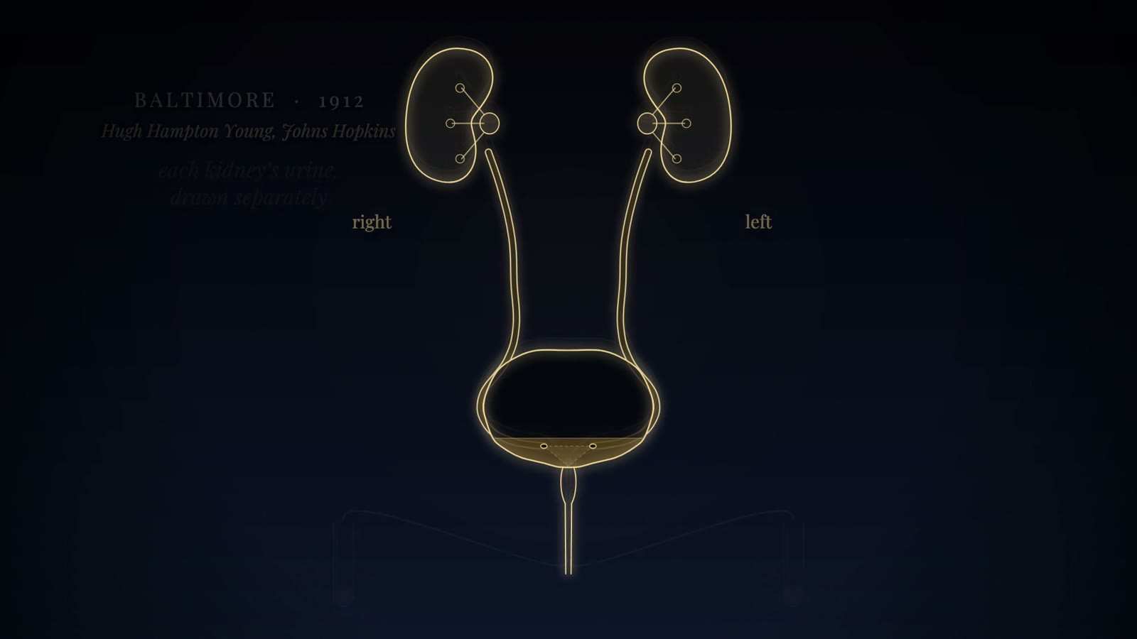 Gold-line kidneys, ureters and bladder with both ureteric openings marked, labelled right and left, with the caption Baltimore, 1912.